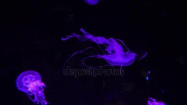 Yüzme su jellifishes içinde