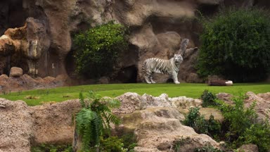 Beyaz Kaplan bahçede yürüyüş