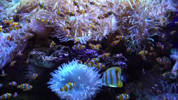 Schwimmende tropische Fische — Stockvideo