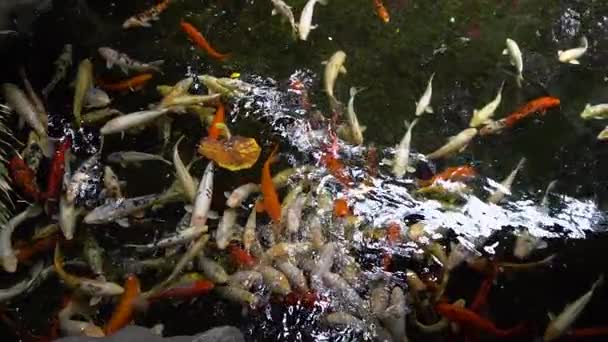 Poissons koï dans l'eau — Video