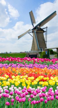 Zaanse Schans'a eski şehrin manzarası