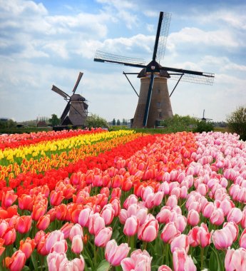 Hollanda rüzgar değirmenleri