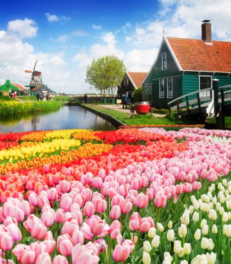 eski evleri zaanse Schans'a, Hollanda