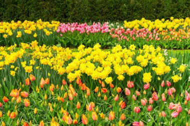 Laleler ve çan çiçekleri.