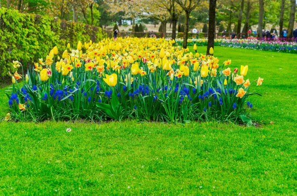 Lignes de fleurs de jonquilles, de bleuets et de tulipes — Photo