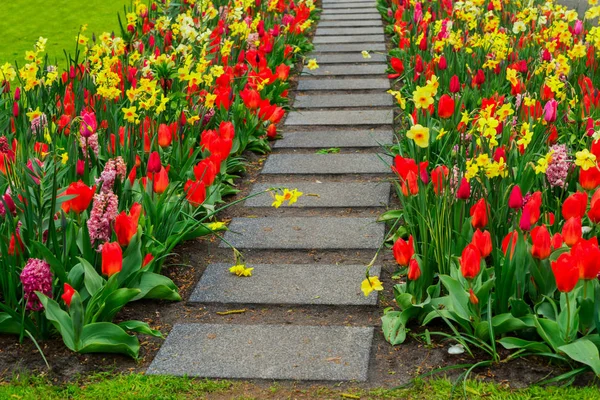 Primavera tulipas canteiros — Fotografia de Stock