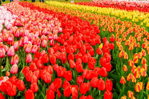Filas de flores de tulipán —  Fotos de Stock