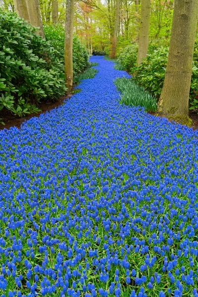 Bluebell virágok folyó — Stock Fotó