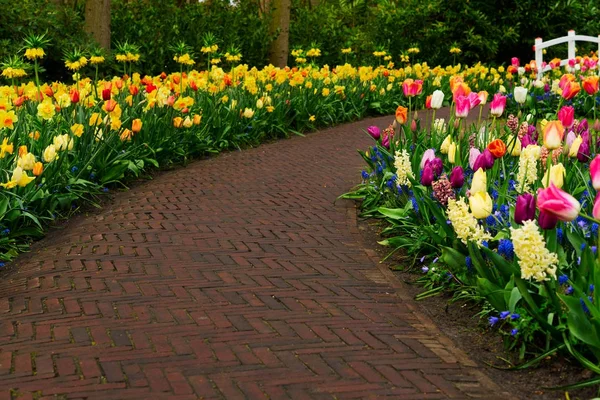 Voorjaar Tulpen Bloemenperken — Stockfoto