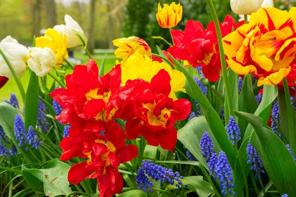 Lit de fleurs tulipes et cloche bleue — Photo