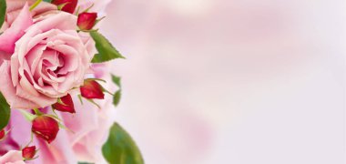 pembe Gül tomurcukları ile