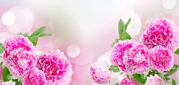Граница розовых пионов — стоковое фото