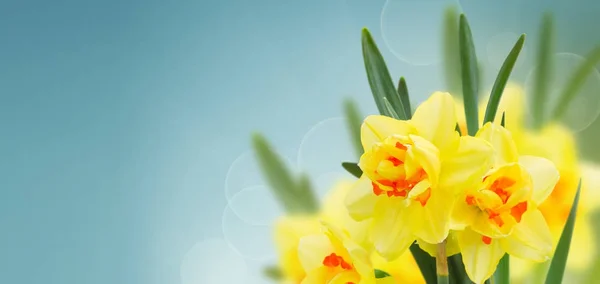 Spring narcissus garden — Stock Photo, Image