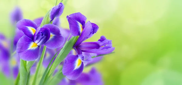 Μπλε άνθη ίριδας — Φωτογραφία Αρχείου