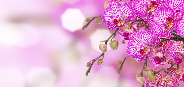 orchid flowers  branch