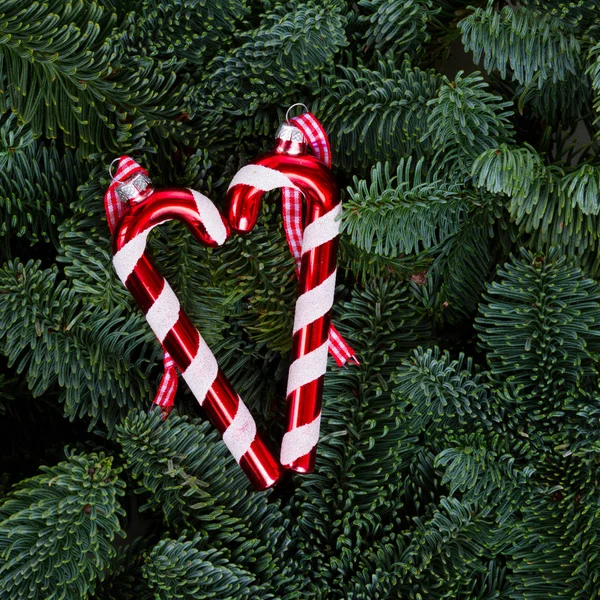Fundo de Natal com árvore evergreen — Fotografia de Stock