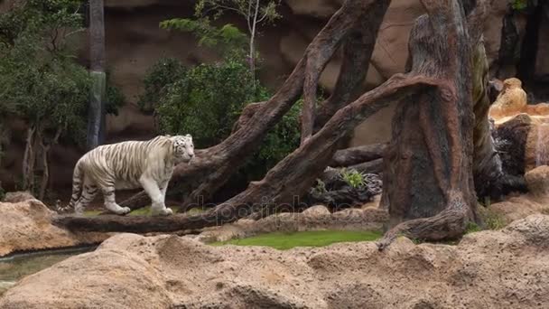 Vit tiger gångavstånd i trädgården — Stockvideo