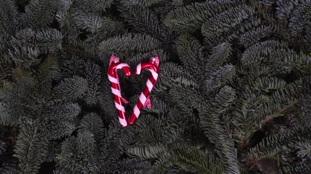 Fond de Noël avec arbre à feuilles persistantes — Video