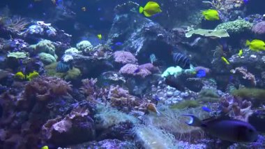 Yüzme tropikal balık