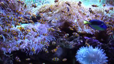 Yüzme tropikal balık