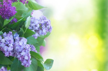 Taze leylak çiçekleri