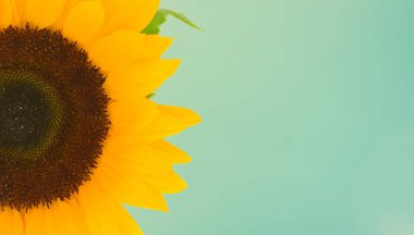 Ayçiçeği tarlası