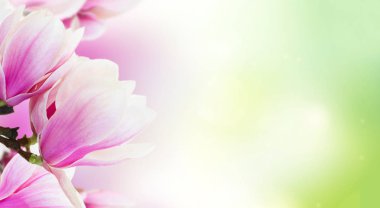 Çiçek açması pembe Manolya çiçek