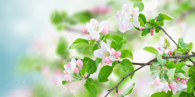 Elma ağacı çiçeği.