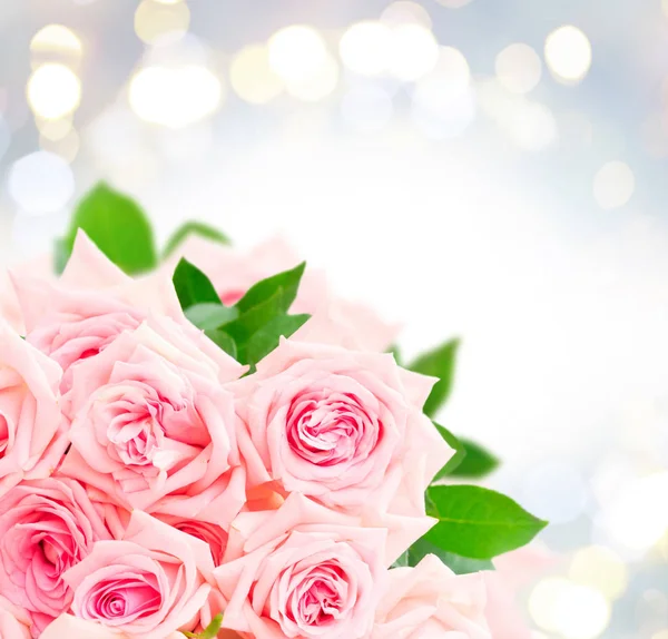 Rózsaszín virágzó rózsák — Stock Fotó