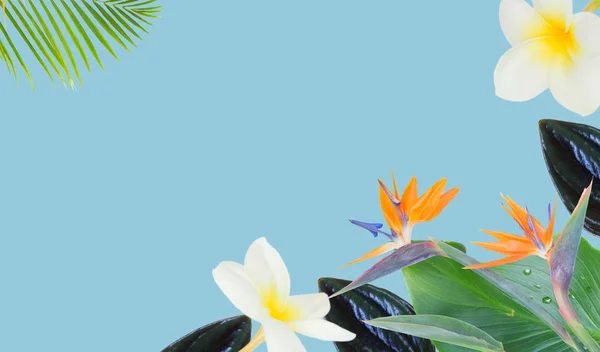 संत्रा हिबिस्कस फूल — स्टॉक फोटो, इमेज