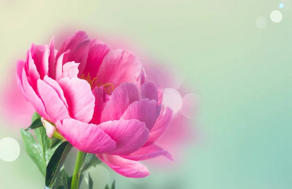 Flores frescas de peonía —  Fotos de Stock