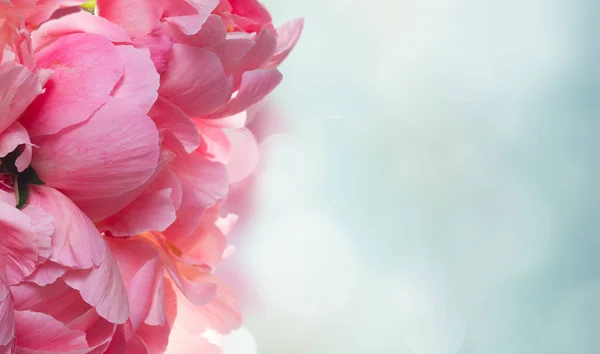 Flores de peónia frescas — Fotografia de Stock