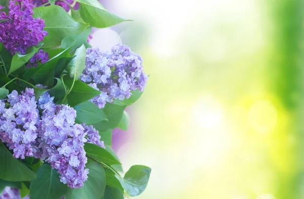 Taze leylak çiçekleri