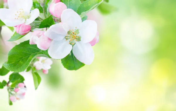 Apple tree blossom — Stock Photo, Image