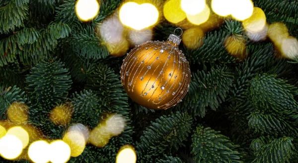 상록 나무와 크리스마스 배경 — 스톡 사진