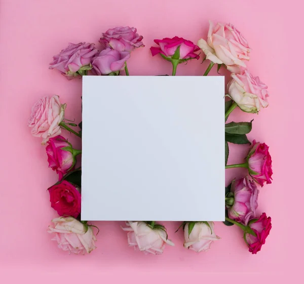 Violette en roze bloeiende Rozen — Stockfoto