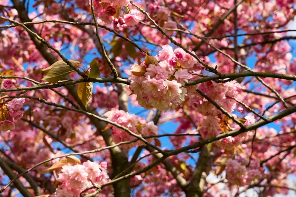 Körsbärsträdsblomma — Stockfoto