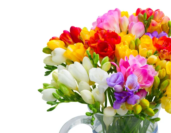 Freesia-Blüten auf weiß — Stockfoto