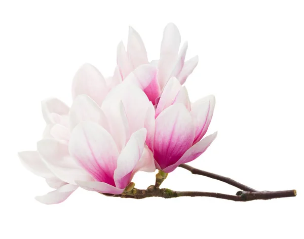 Magnolia λουλούδια σε λευκό — Φωτογραφία Αρχείου