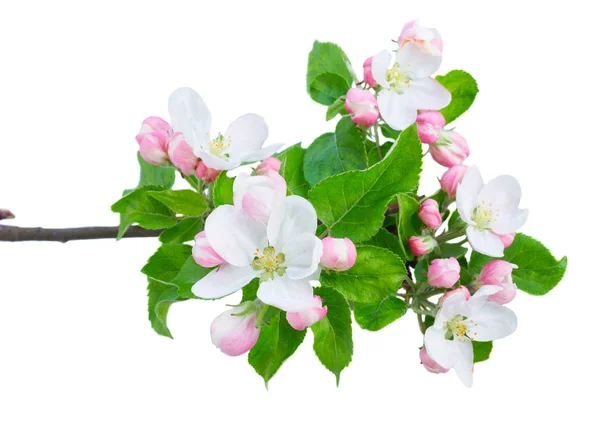 Μήλο δέντρο λουλούδια και φύλλα — Φωτογραφία Αρχείου