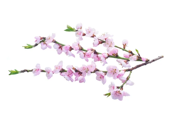 Цветок розовой вишни — стоковое фото