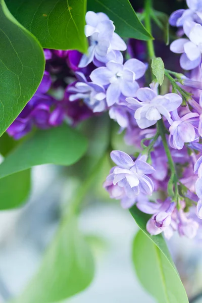 Árvore de flor de lilás — Fotografia de Stock