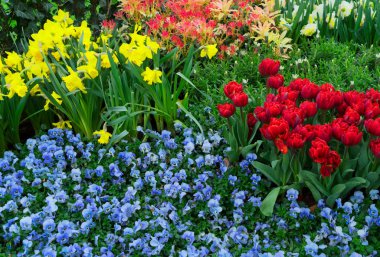 Lale, nergis ve bluebells