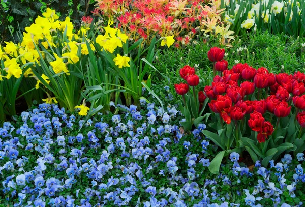 Tulips, daffodils and bluebells — Stock Photo, Image
