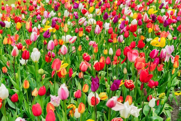 Cama de flores de tulipas e bluebell — Fotografia de Stock