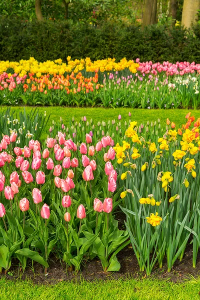 Lit de fleurs tulipes et cloche bleue — Photo