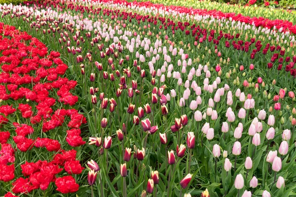 Wiersze kwiatów tulipanowca — Zdjęcie stockowe