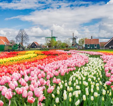 Zaanse Schans'a eski şehrin manzarası