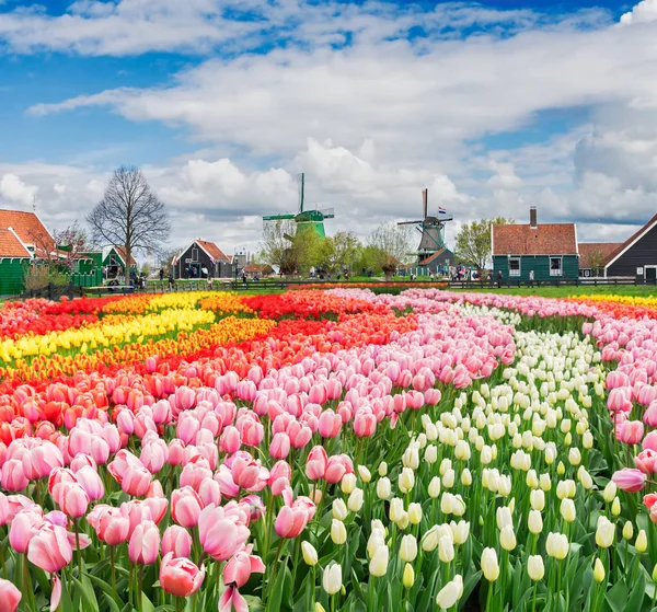 Panoramę Starego miasta Zaanse Schans — Zdjęcie stockowe