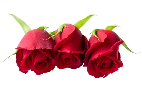 Rosas rojas florecientes —  Fotos de Stock